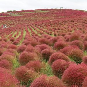 Kokia at Hitachi Seaside Park turns bright red Hitachinaka City Ibaraki Pref r