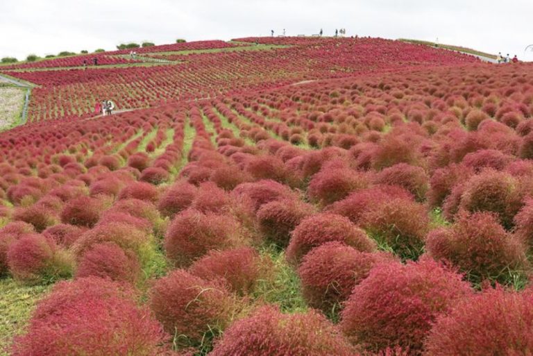 Kokia at Hitachi Seaside Park turns bright red Hitachinaka City Ibaraki Pref r