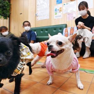 Shelter Dog Cafe Osaka Corona ni Makeruna (3)