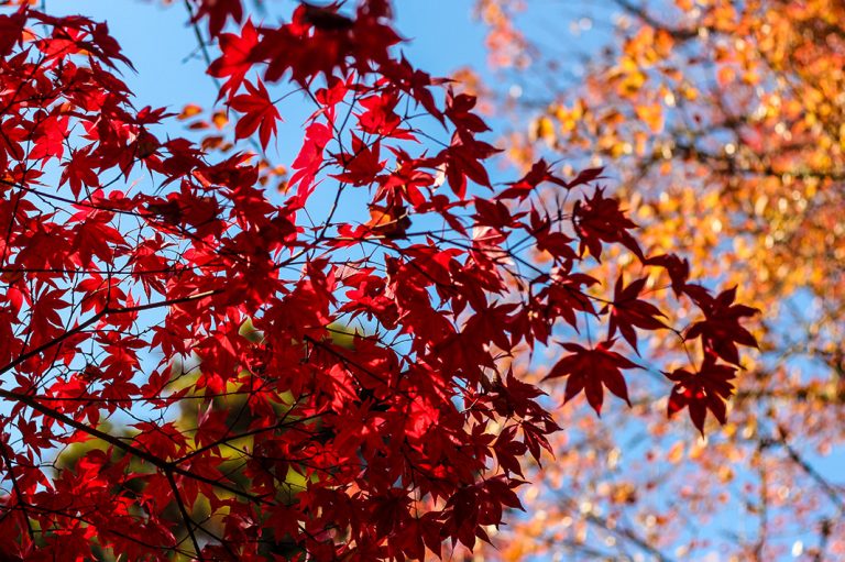 hiroshima-miyajima-momijidani-park-8