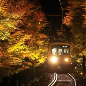 Illuminated Momiji autumn leaves