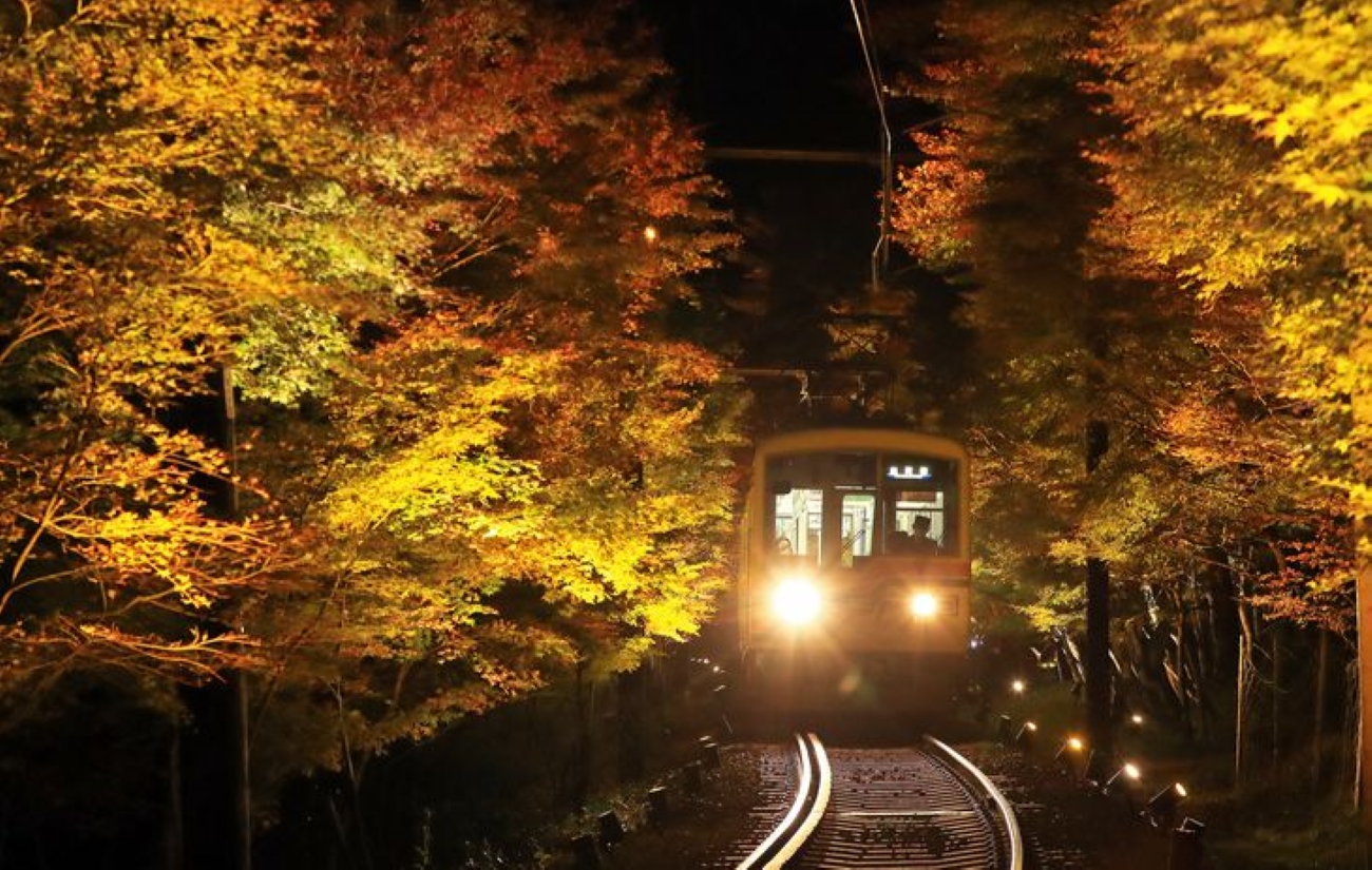 Illuminated Momiji autumn leaves