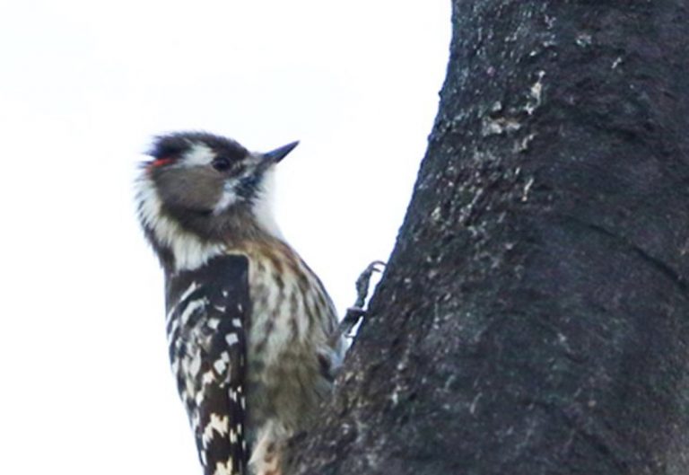 Pygmy Woodpecker r3