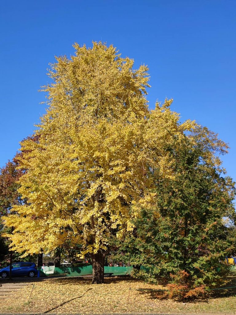 Autumn Colors in Tokyo's Showa Kinen Park: Where the Gold Grows on 