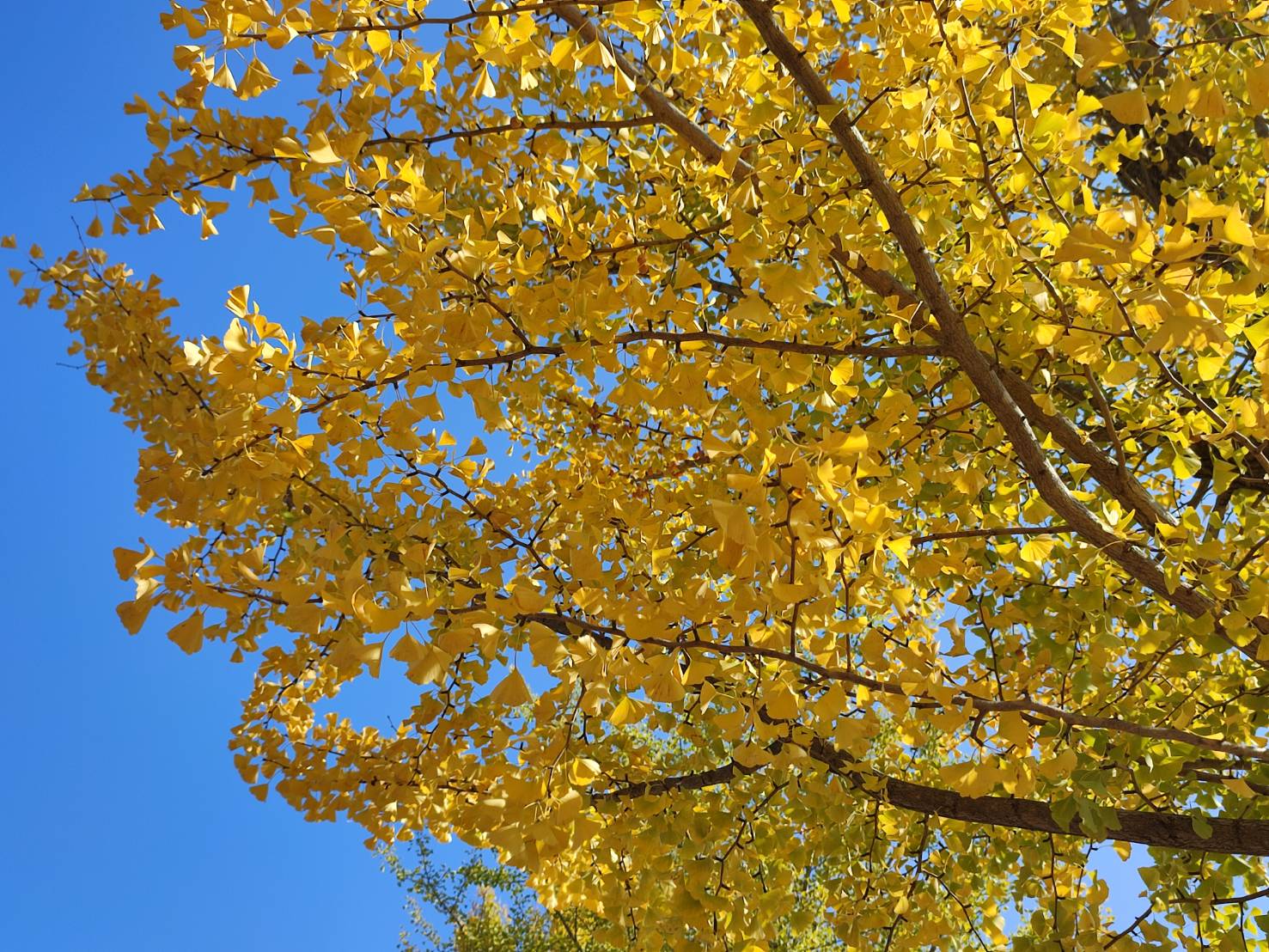 Autumn Colors in Tokyo's Showa Kinen Park: Where the Gold Grows on