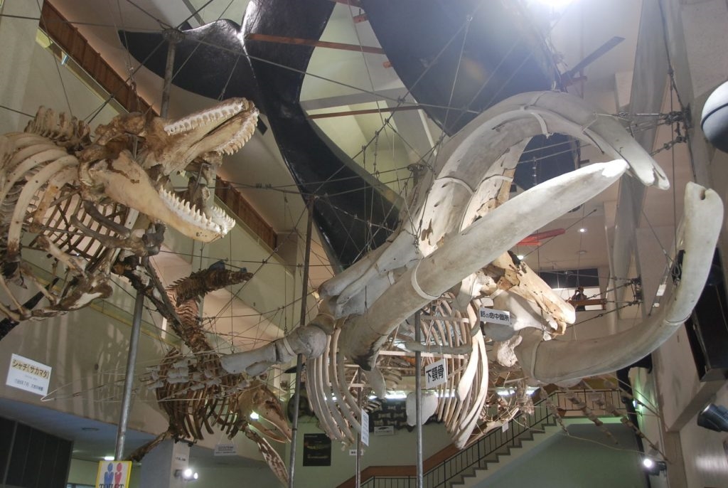 Save the Asian Monuments Taiji Whale Museum