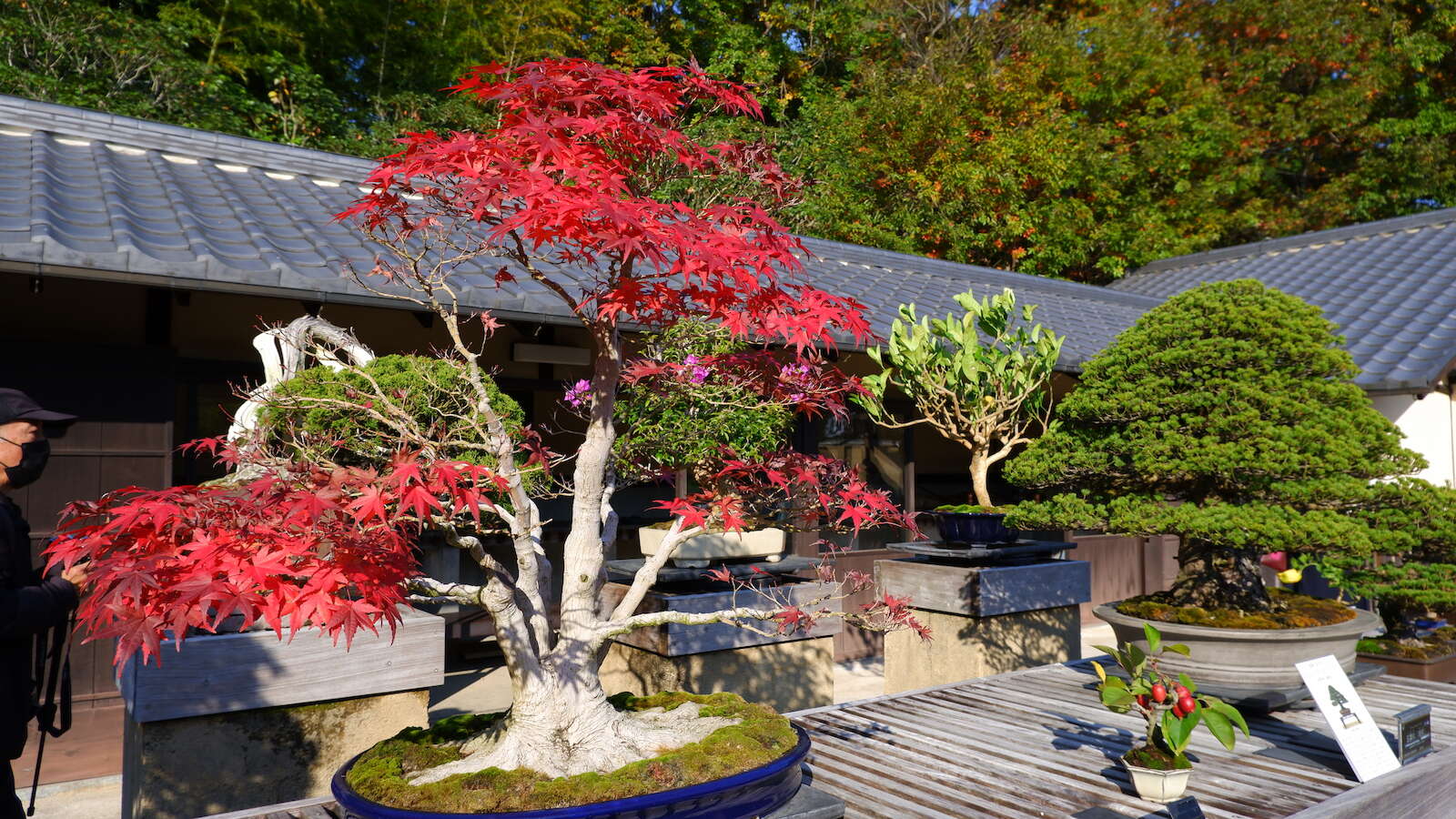 Kinmonth Showa Kinen Koen skk-016-bonsai-dscf7559 | JAPAN Forward