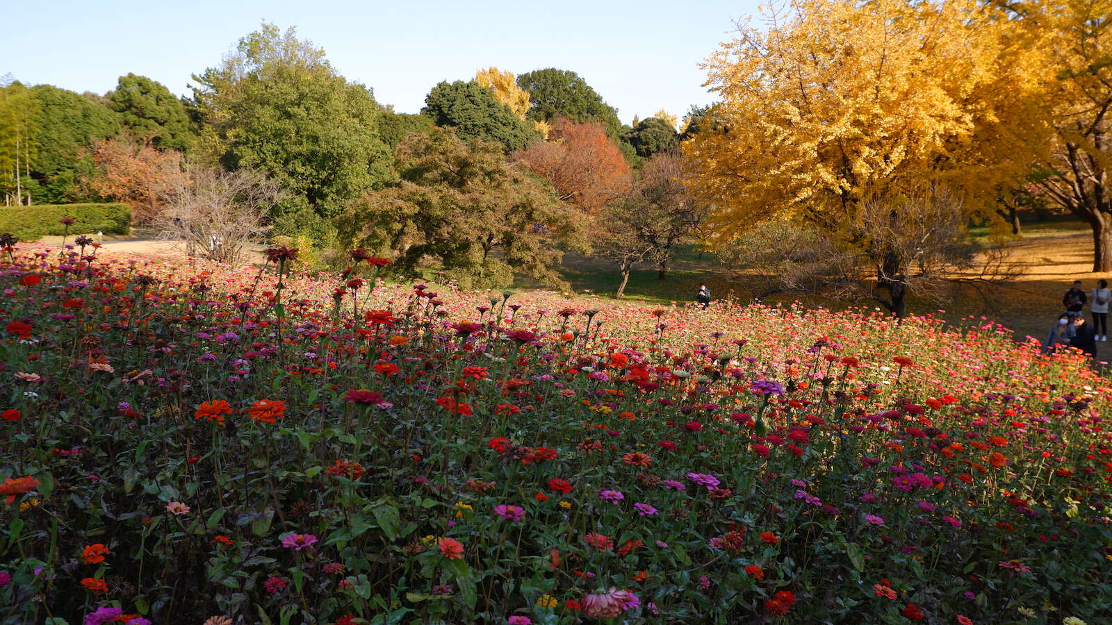Autumn Colors in Tokyo’s Showa Kinen Park: Where the Gold Grows on Trees