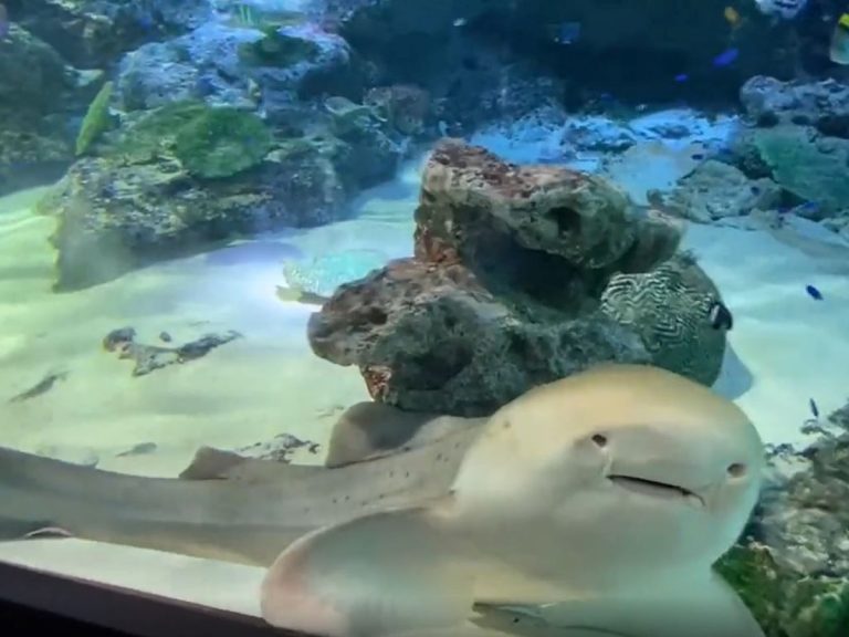 zebra shark at maxell aquarium shinagawa grape japan