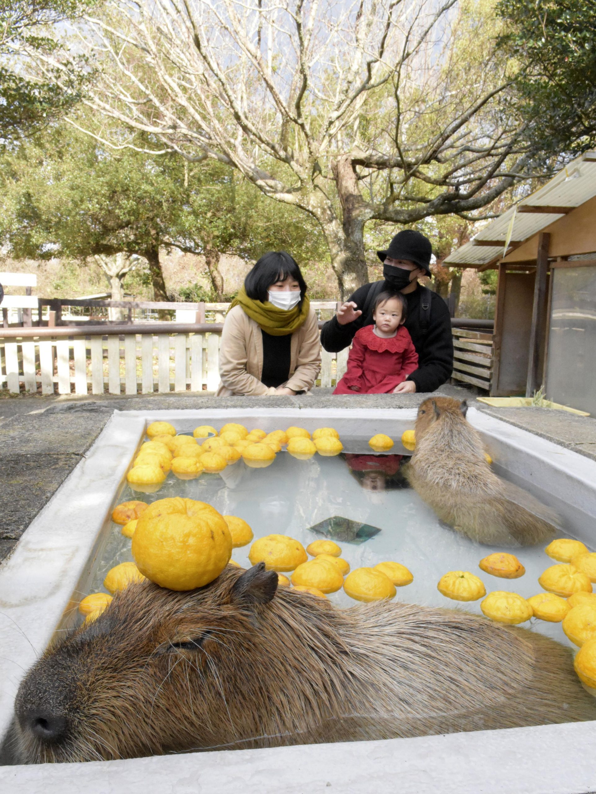 Capybara Yuzu Onsen Tottori (1)