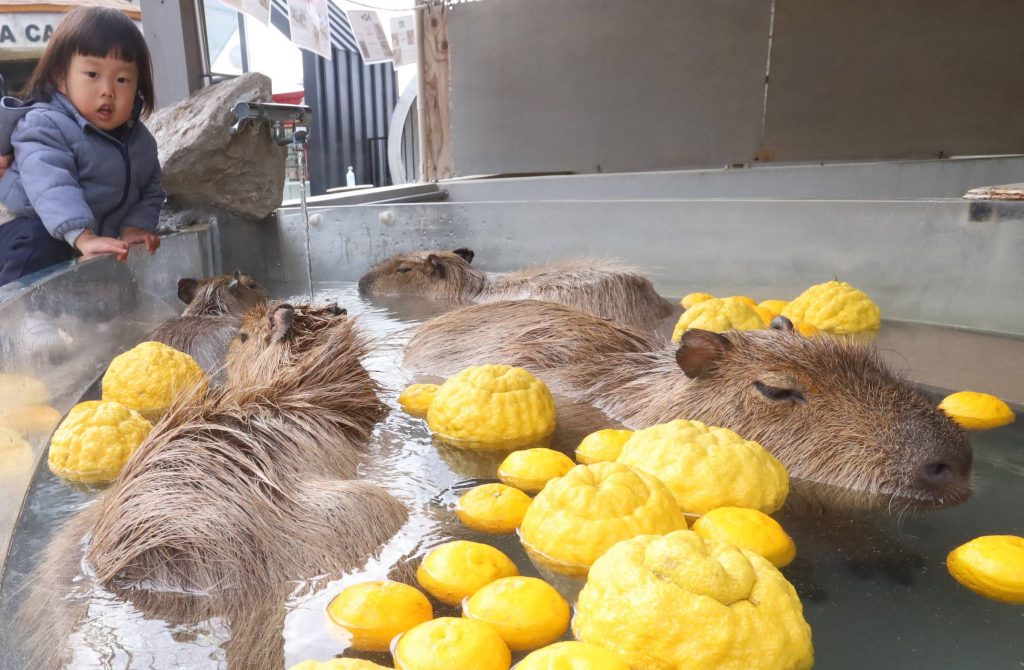 Hidden Wonders of Japan] Capybara Love Yuzu Baths at Tottori's