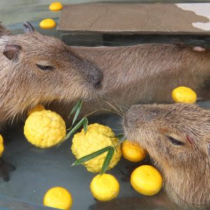 Capybara Yuzu Onsen Tottori (3)