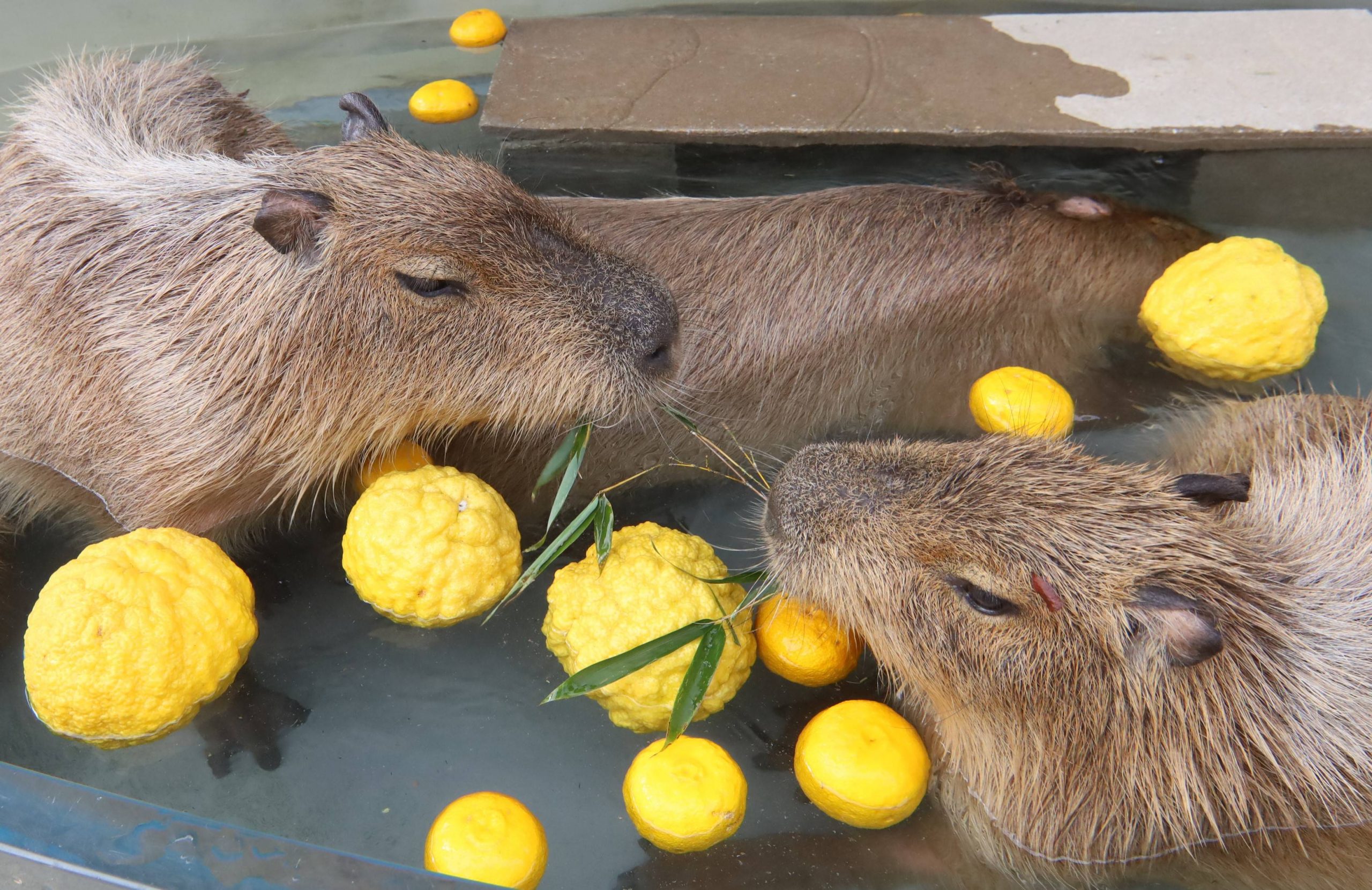 Capybara Yuzu Onsen Tottori (3)