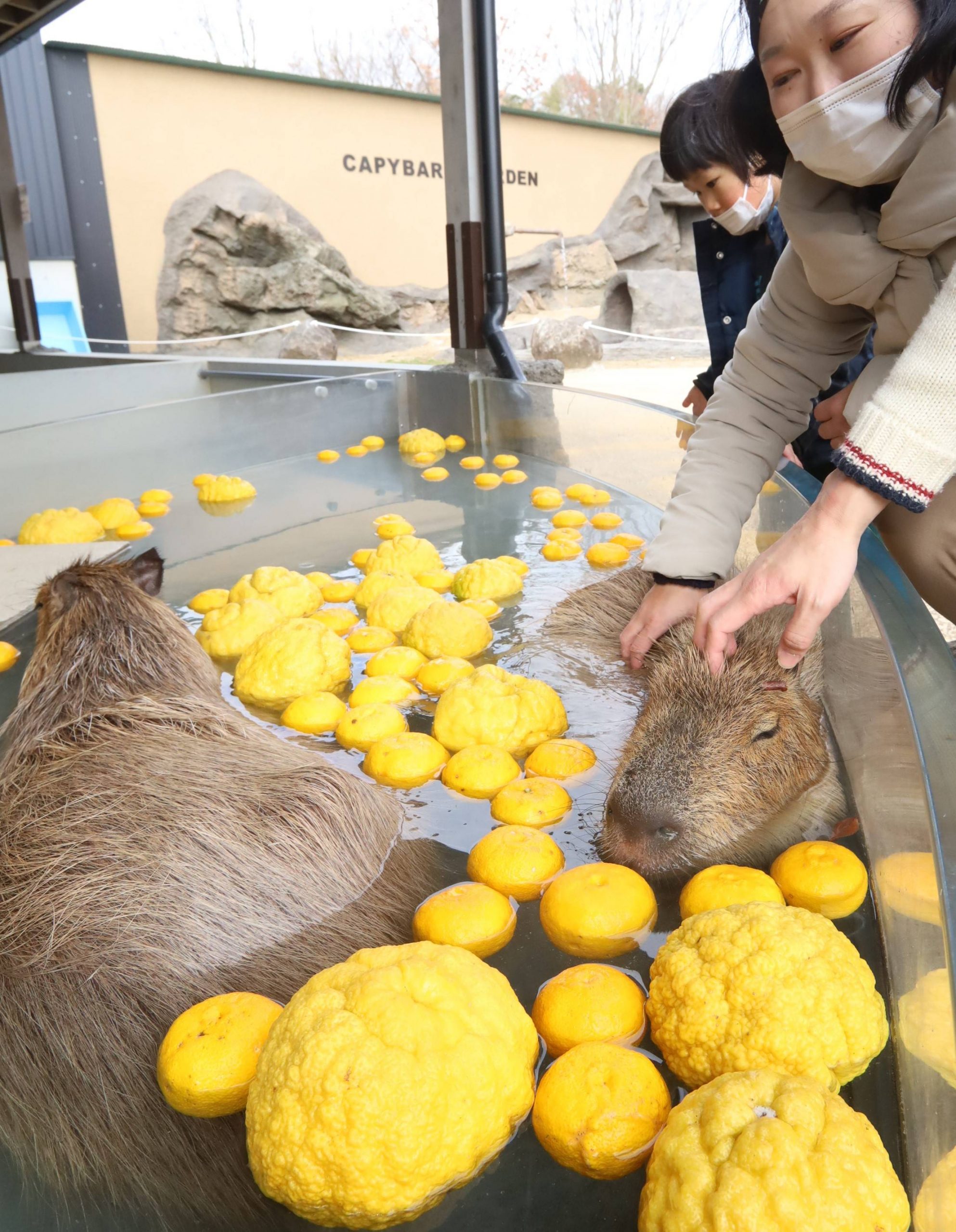 Capybara Yuzu Onsen Tottori (4)
