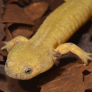 Japanese Axolotl Discovered for First Time in 89 Years 002