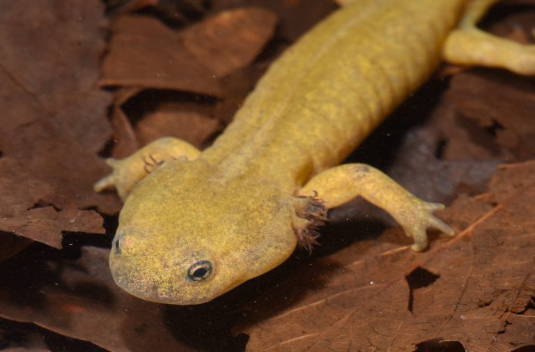 Japanese Axolotl Discovered for First Time in 89 Years 002