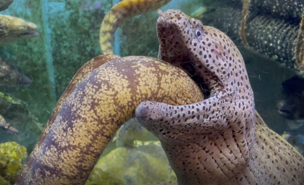 Moray Eel Found Inside Another Moray’s Mouth Video Reaches Over 1