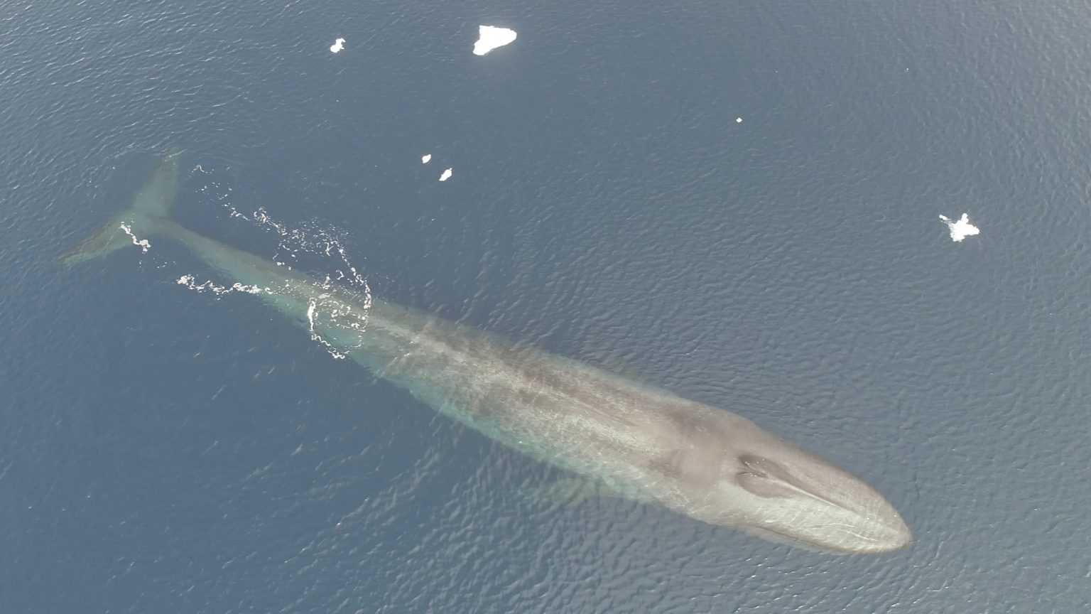 Japan’s Non-lethal Whale Survey Continues in the Faraway Antarctic