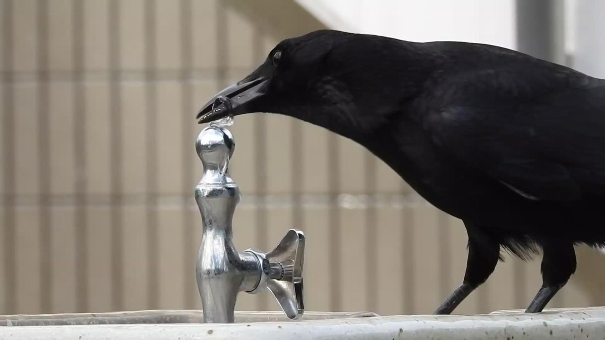 The Secret Why Japanese Crows are the World's Wisest