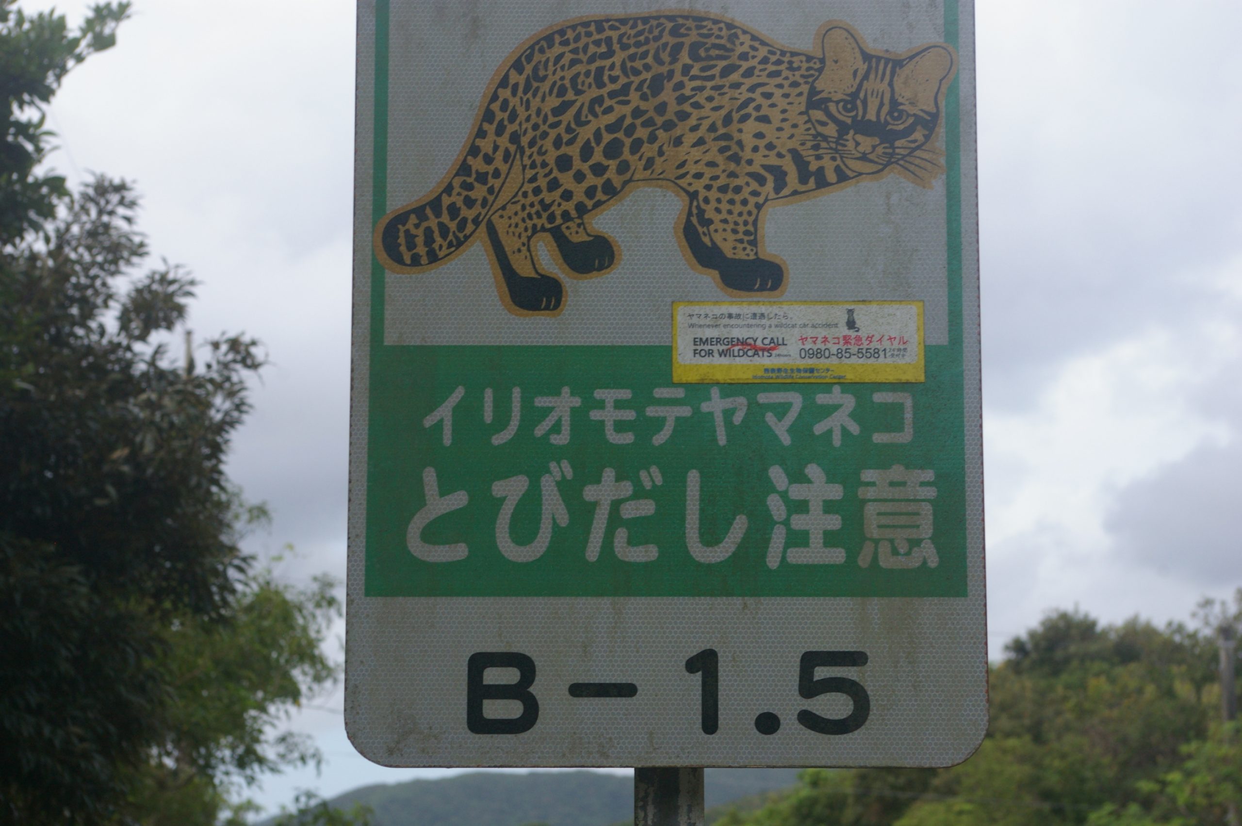 Iriomote Island and Wild Cat in Okinawa Prefecture 007