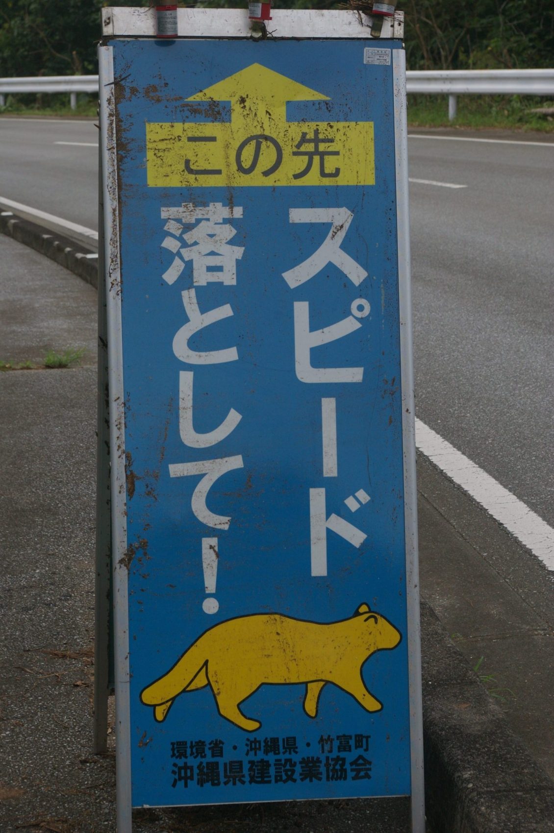 Iriomote Island and Wild Cat in Okinawa Prefecture 008