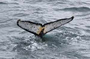 kotaisikibetuitirei Whaling Today