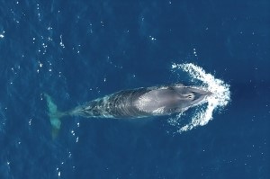 kurominku Whaling today