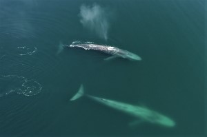 sironagasu Whaling Today