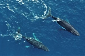 zatoukujira Whaling Today