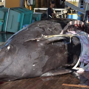 Coastal Whaling Tradition in Chiba Minamiboso 001