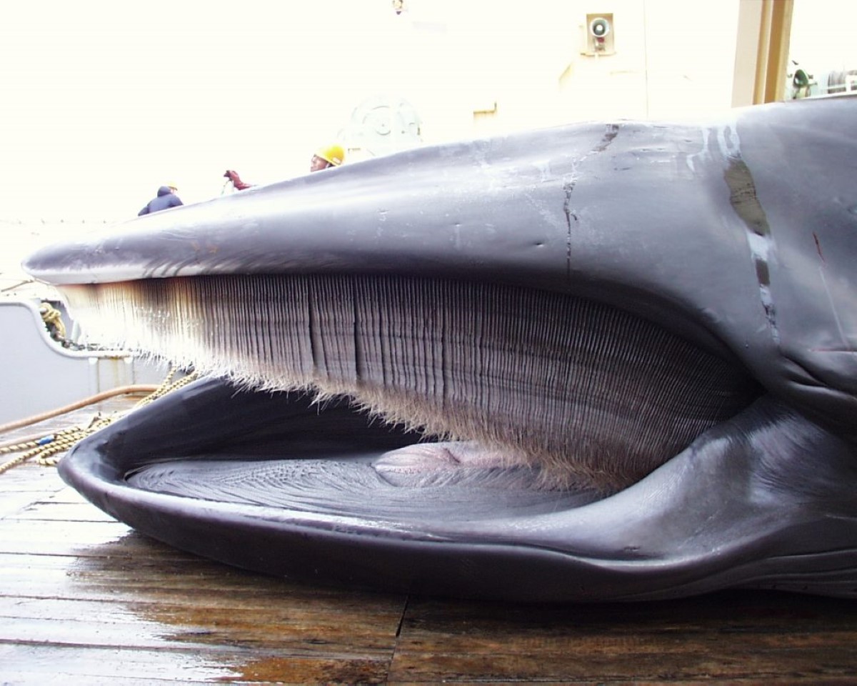 [Whaling Today] Beauty in Artwork from the Baleen of Whales | JAPAN Forward