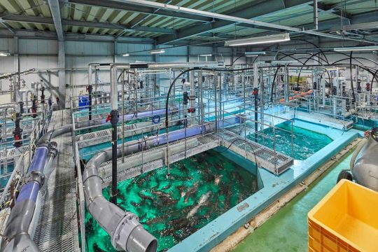 Dryland Fish Farming: From Beloved Salmon to Filefish | JAPAN Forward