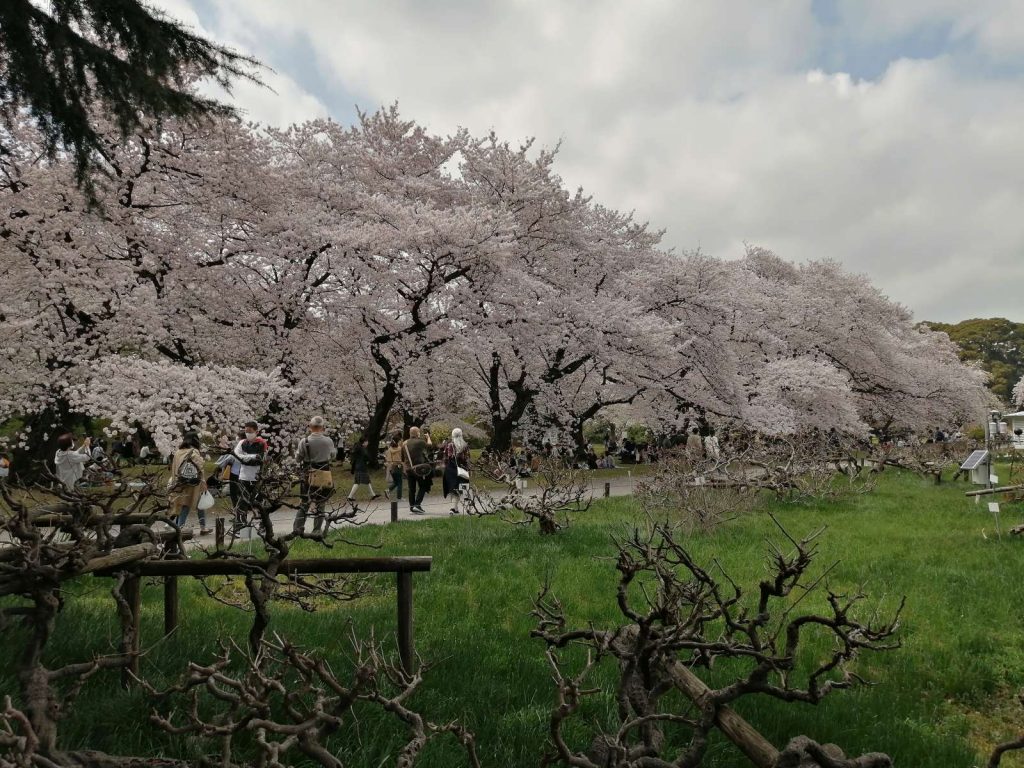 Sakura: Softly Blossoming Cherries Herald the Hope and Pleasures of Spring