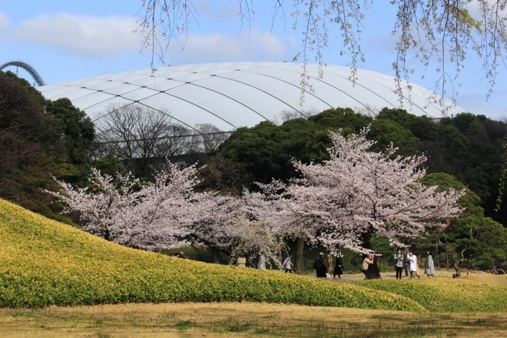 Sakura: Softly Blossoming Cherries Herald the Hope and Pleasures of Spring