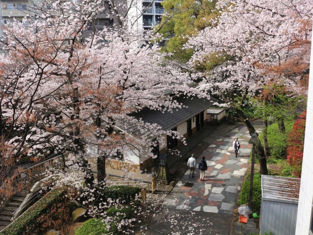 Sakura: Softly Blossoming Cherries Herald the Hope and Pleasures of Spring