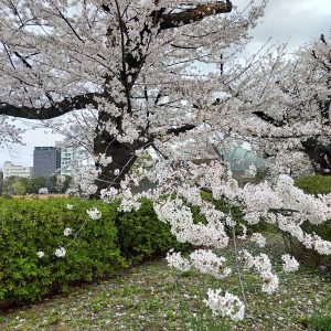 1254-ehk-sakura2022-shinobazu-ike-ueno-park-img-220328-144216