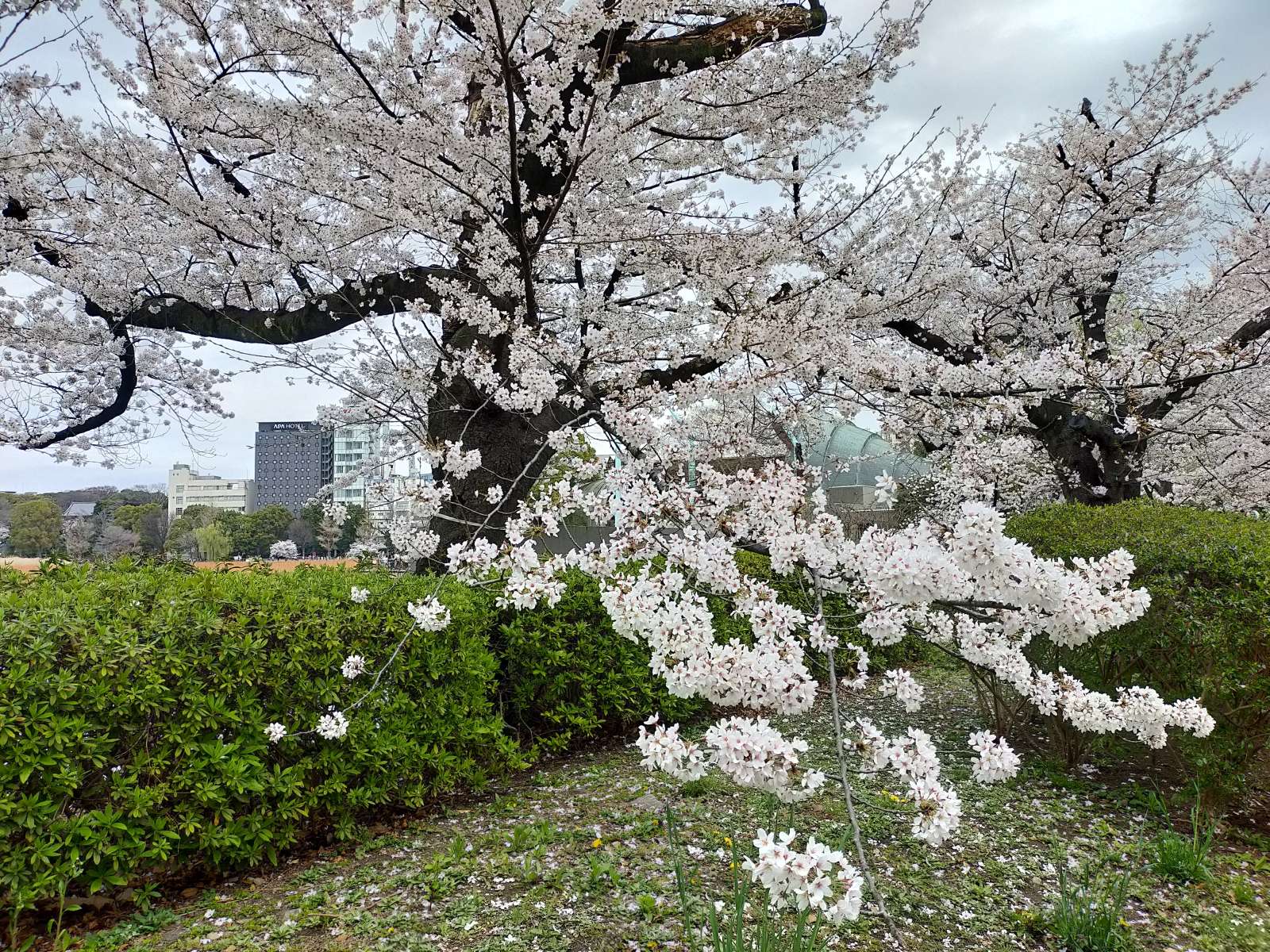 Cherry Blossom Sakura garden in the city - AI Generated Artwork