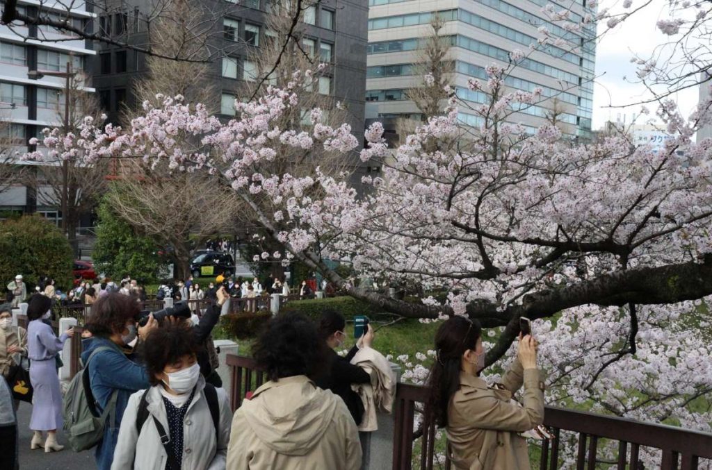 FORTUNE TREE フォーチュンツリー Cherry Blossoms
