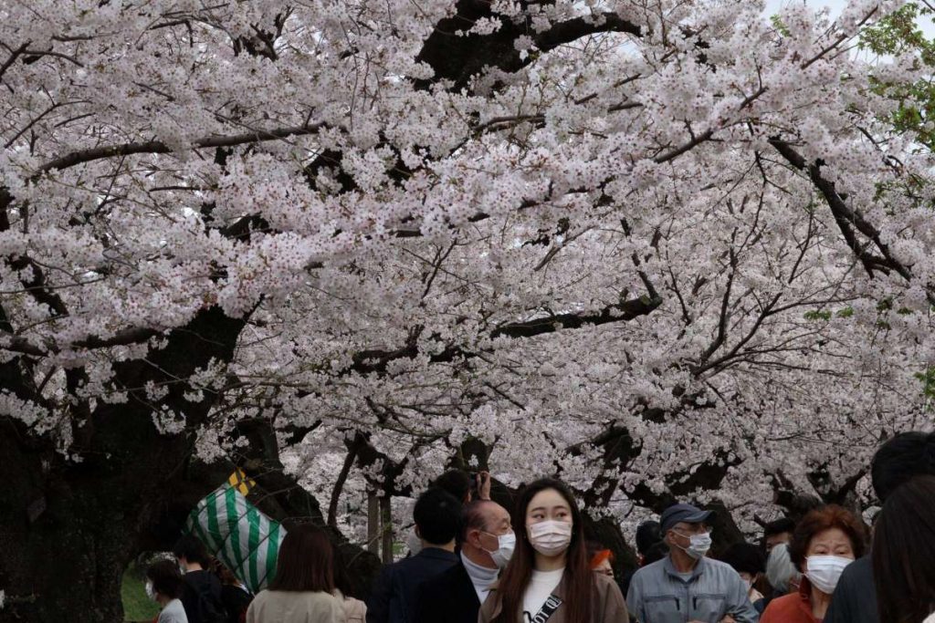 New Crowdfunding for Saving Chidorigafuchi's Cherry Blossom Trees - How ...