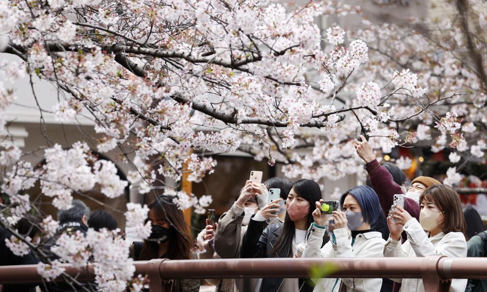 cherry blossom schedule JAPAN Forward