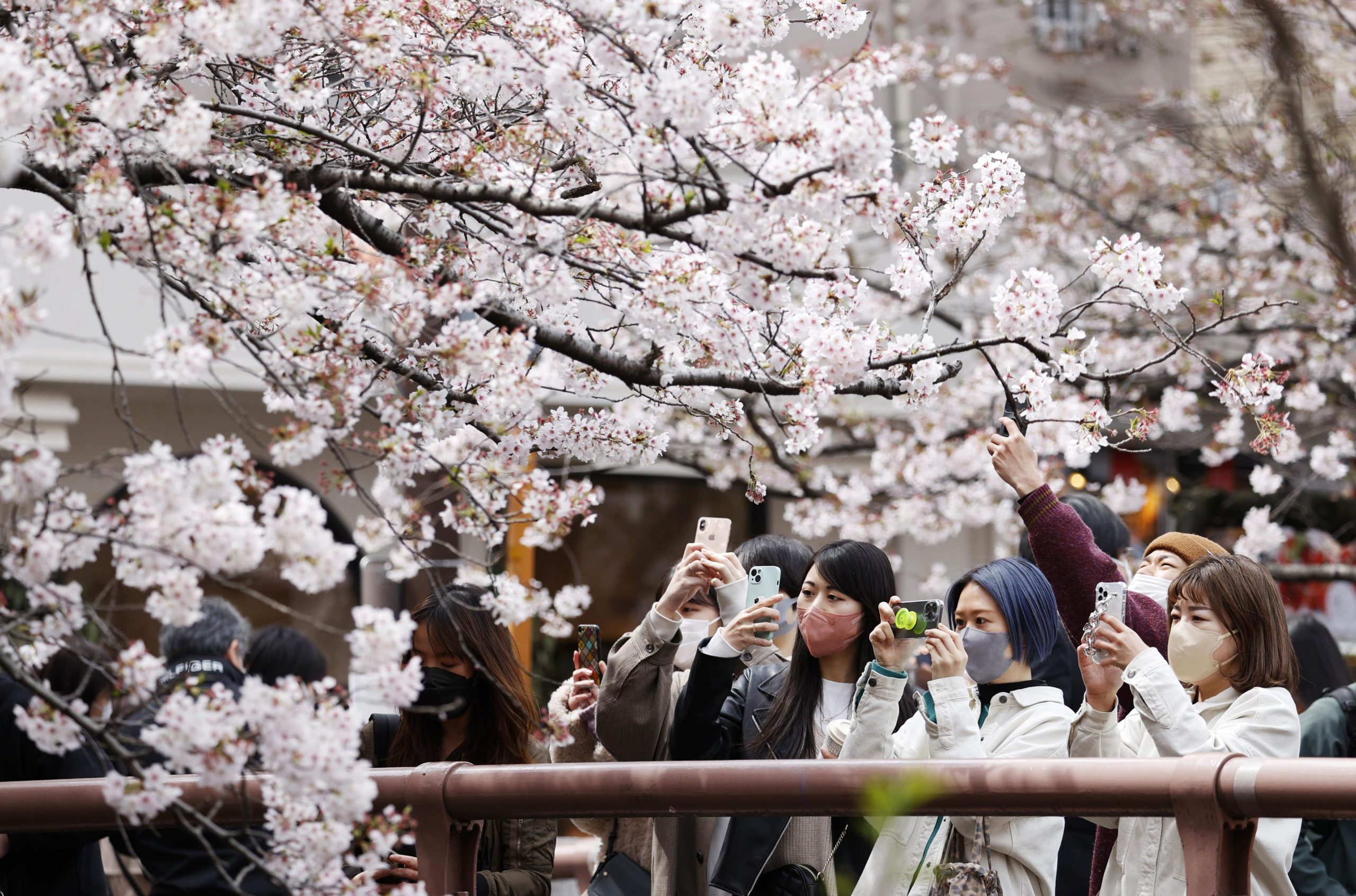 Sakura Forecast 2023 Early Cherry Blossoms Expected in Tokyo JAPAN