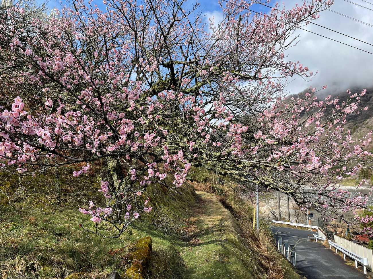 Cherry, peach and plum blossoms: Can you tell them apart? - Japan Today