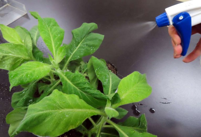 Spray-Based Plant Modification