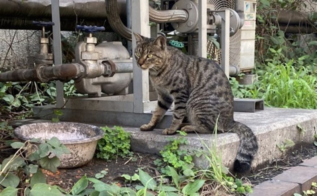 The Cats of Kawasaki: Two Views on Caring for Some of the Most ...