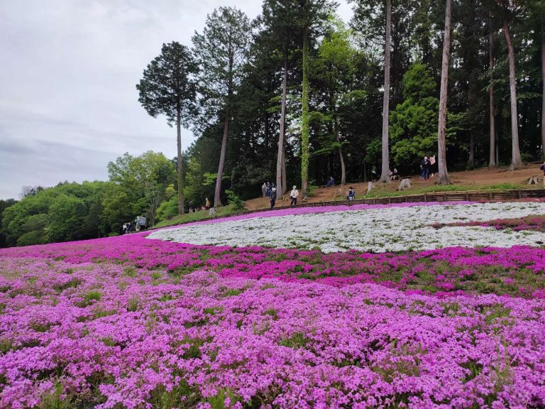 0684_ehk_shibazakura_2022_hitsujiyama-slope--mie-img_20220428_113539