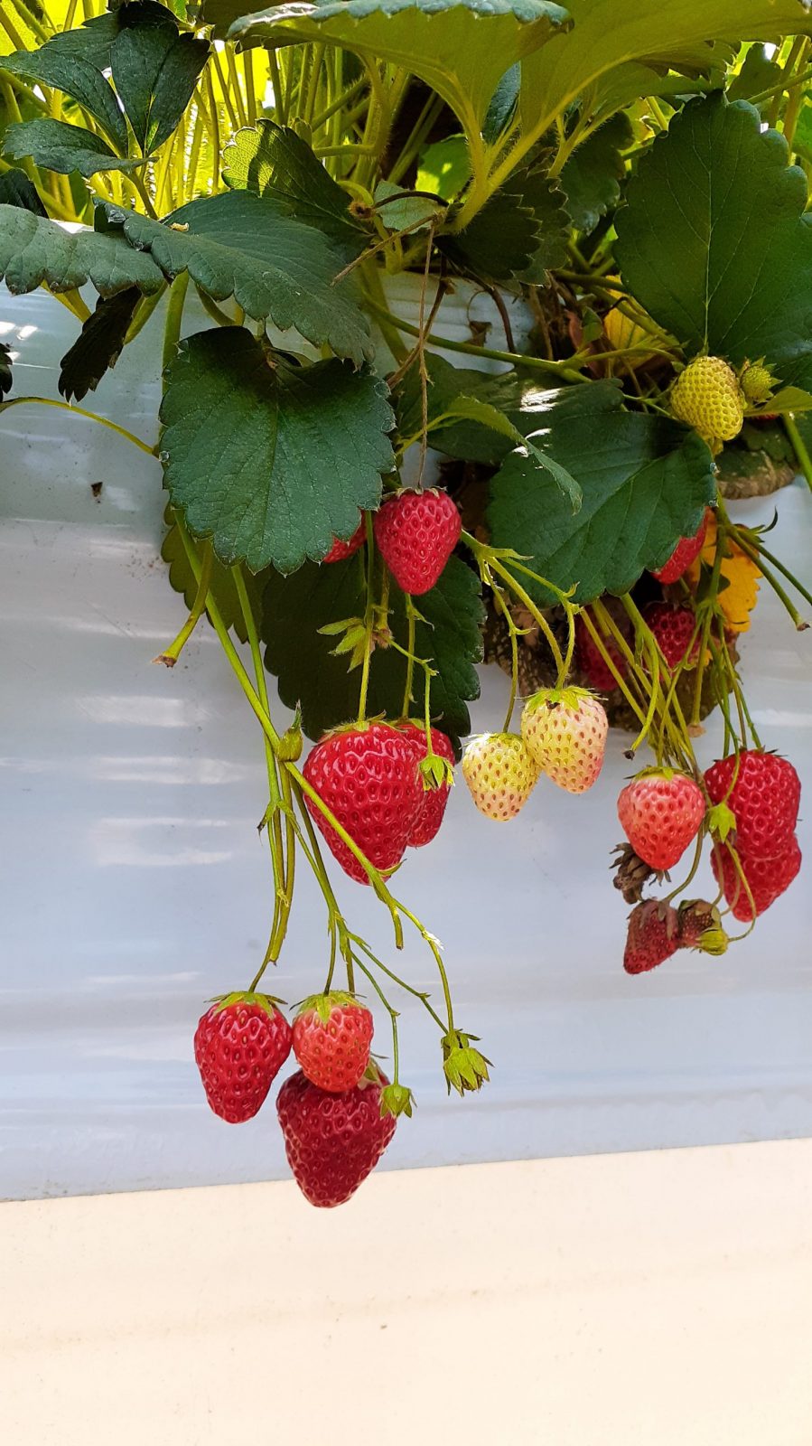 Strawberry picking 002 JAPAN Forward