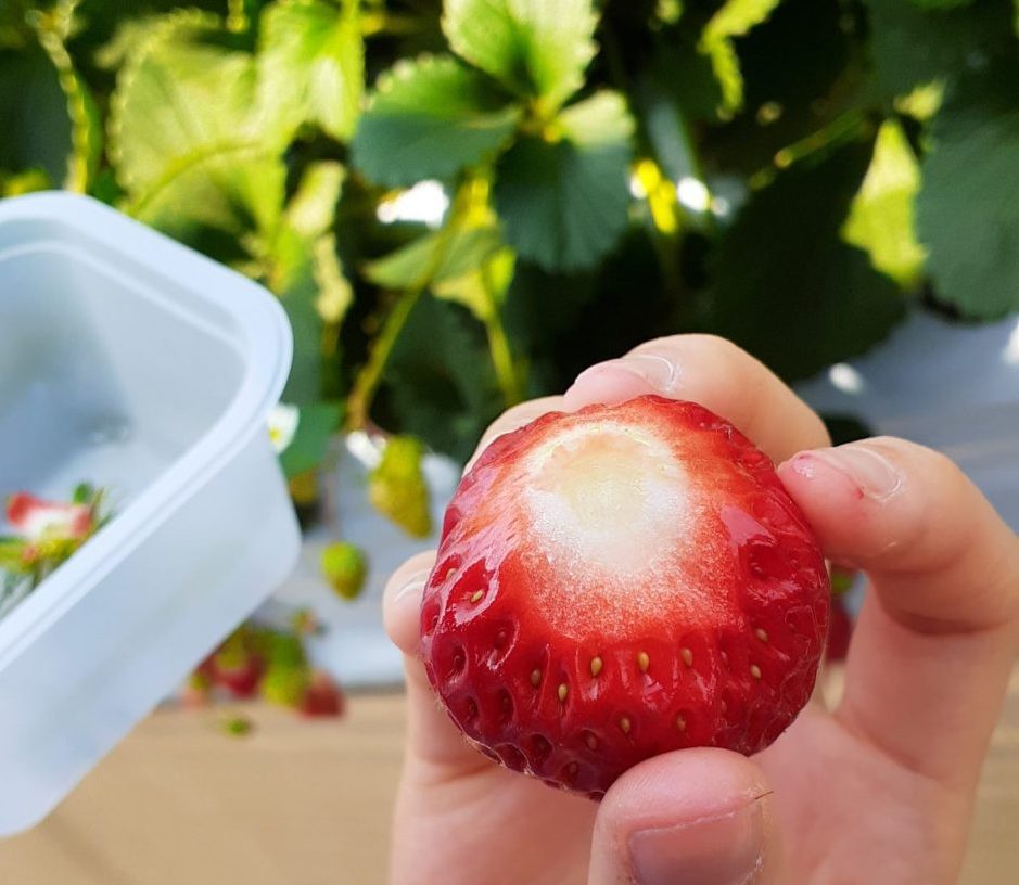 The Short Political Career of Strawberries - Scientific American Blog  Network