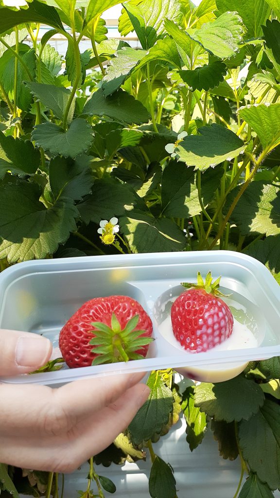 25+ Plant City Strawberry Picking