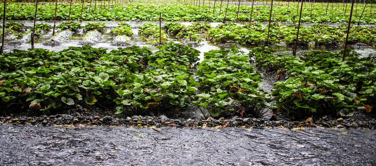 A Day at Daio Wasabi Farm The Biggest in Japan JAPAN Forward