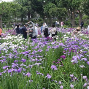 0189_ehk_iris_mizumoto-koen-iris--eos_220605_112548_2551